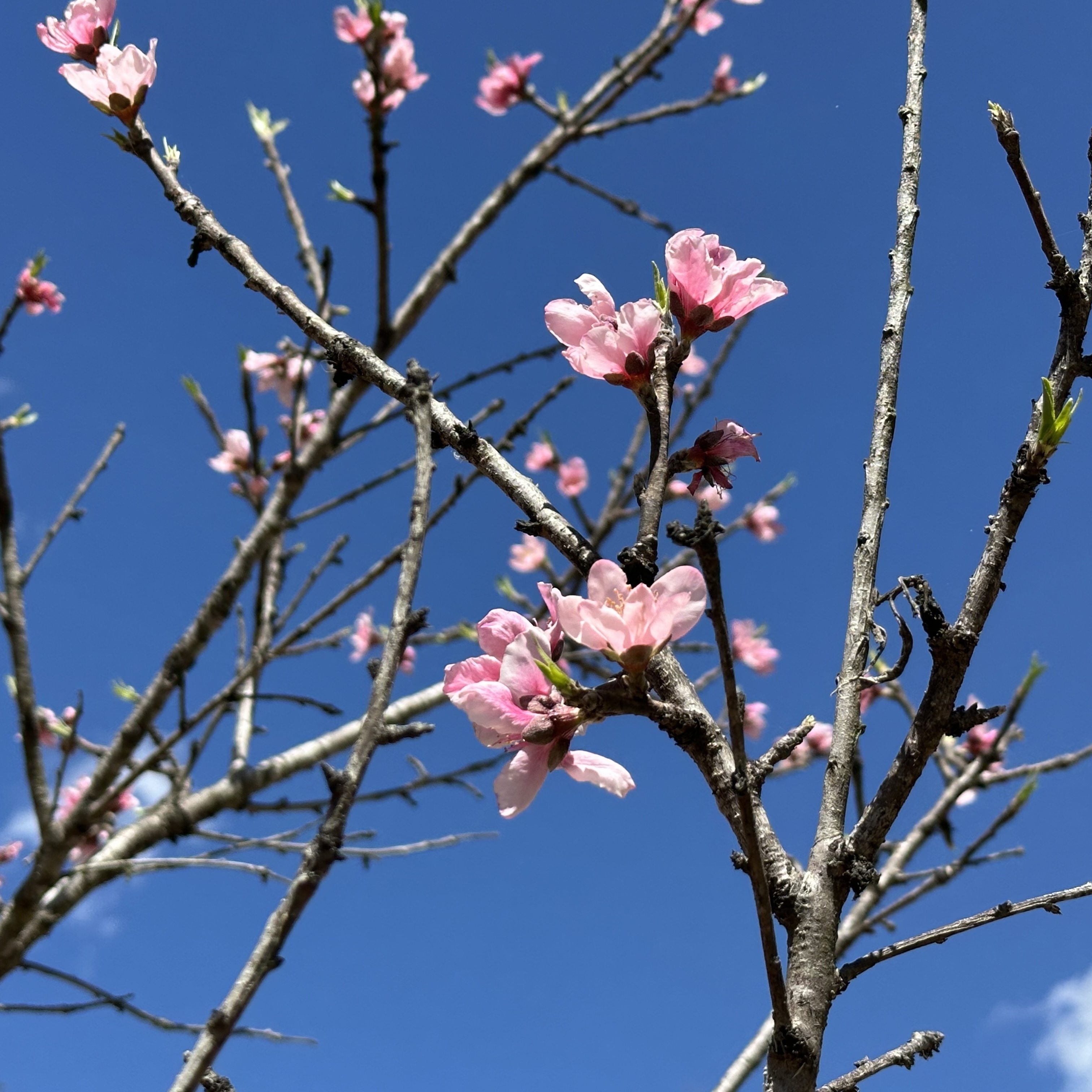 Cibolo Family Days - logo